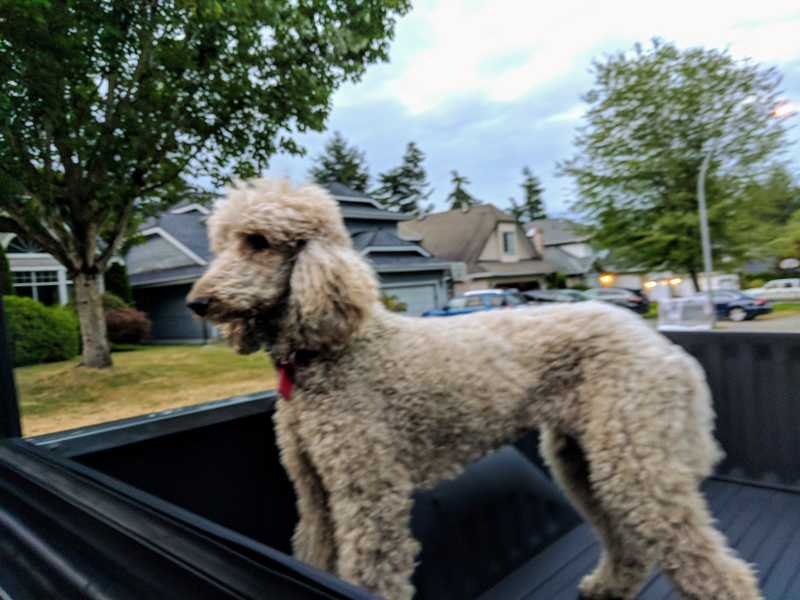 Illustration for article titled Fur Face Friday - Truck Poodle